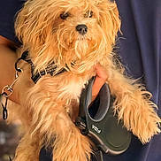 Hopper is registered to the contest to win money with this photo: adorable, animal, brown, closeup, companion, curly_hair, cute, dog, domestic_animal, fluffy, friendly, fur, hand, harness, holding, leash, outdoor, person, pet, portrait