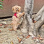 Hopper joined the competition — help win amazing prizes! animal, brown, canine, curious, daylight, dog, dry_leaves, fluffy, fur, garden, ground, nature, outdoor, pet, playful, red_harness, small_dog, standing, tree_trunk, wall