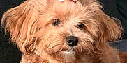Hopper joined the competition — help win amazing prizes! adorable, animal, apricot, bow, close_up, companion, curly_fur, cute, dog, ears, face, fluffy, furry, indoor, nose, pet, portrait, puppy, relaxed, sitting
