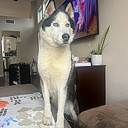 Nelly joined the competition — help win amazing prizes! husky, dog, blue_eyes, living_room, couch, sticker_sheet, fish_stickers, bunny_stickers, plant, television, furniture, indoor, pet, animal, paw, carpet, window, cabinet, home, decor