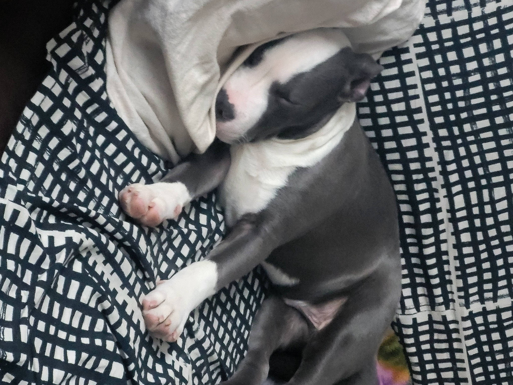 Bouddha participe au concours pour gagner de l'argent avec cette photo : canidae, carnivore, comfort, companion_dog, dog, dog_breed, fawn, fur, gesture, human_leg, linens, monochrome_photography, nail, nap, pattern, paw, snout, sporting_group, toy_dog, whiskers