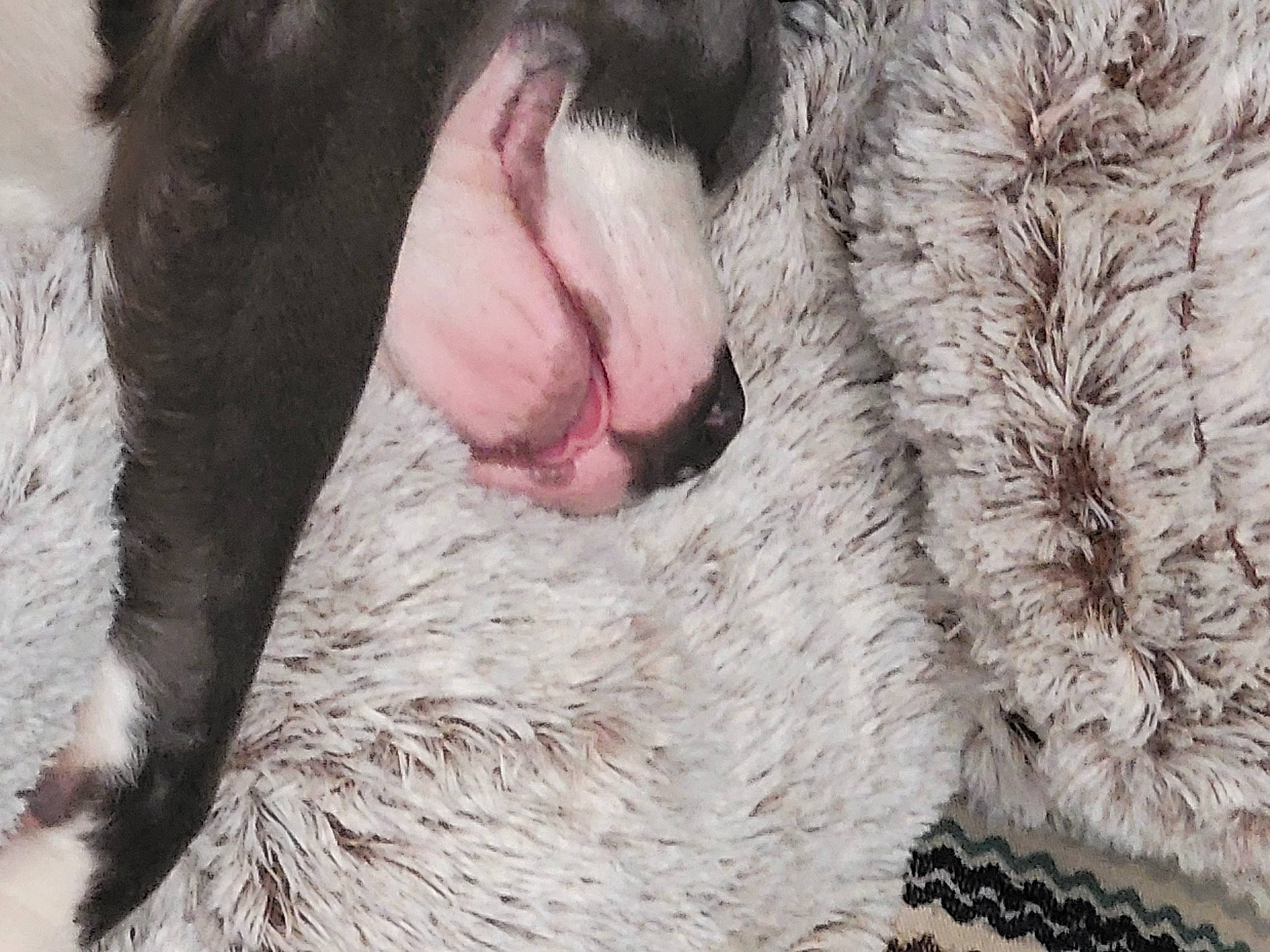 Bouddha participe au concours pour gagner de l'argent avec cette photo : beard, carnivore, claw, close_up, dog_breed, eyelash, felidae, flesh, fur, mammal, natural_material, paw, snout, terrestrial_animal, vertebrate, whiskers, wildlife, wrinkle