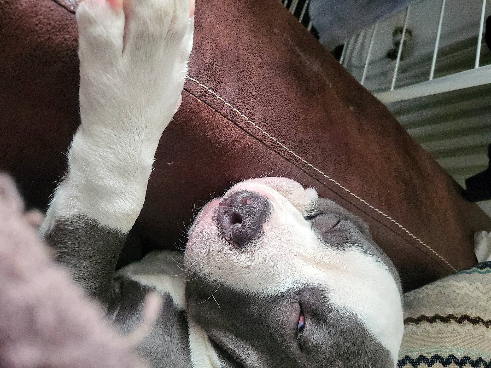 Bouddha participe au concours pour gagner de l'argent avec cette photo : canidae, carnivore, collar, comfort, companion_dog, dog, dog_breed, ear, fawn, fur, gesture, human_leg, nap, non_sporting_group, paw, snout, sporting_group, terrestrial_animal, whiskers, working_animal