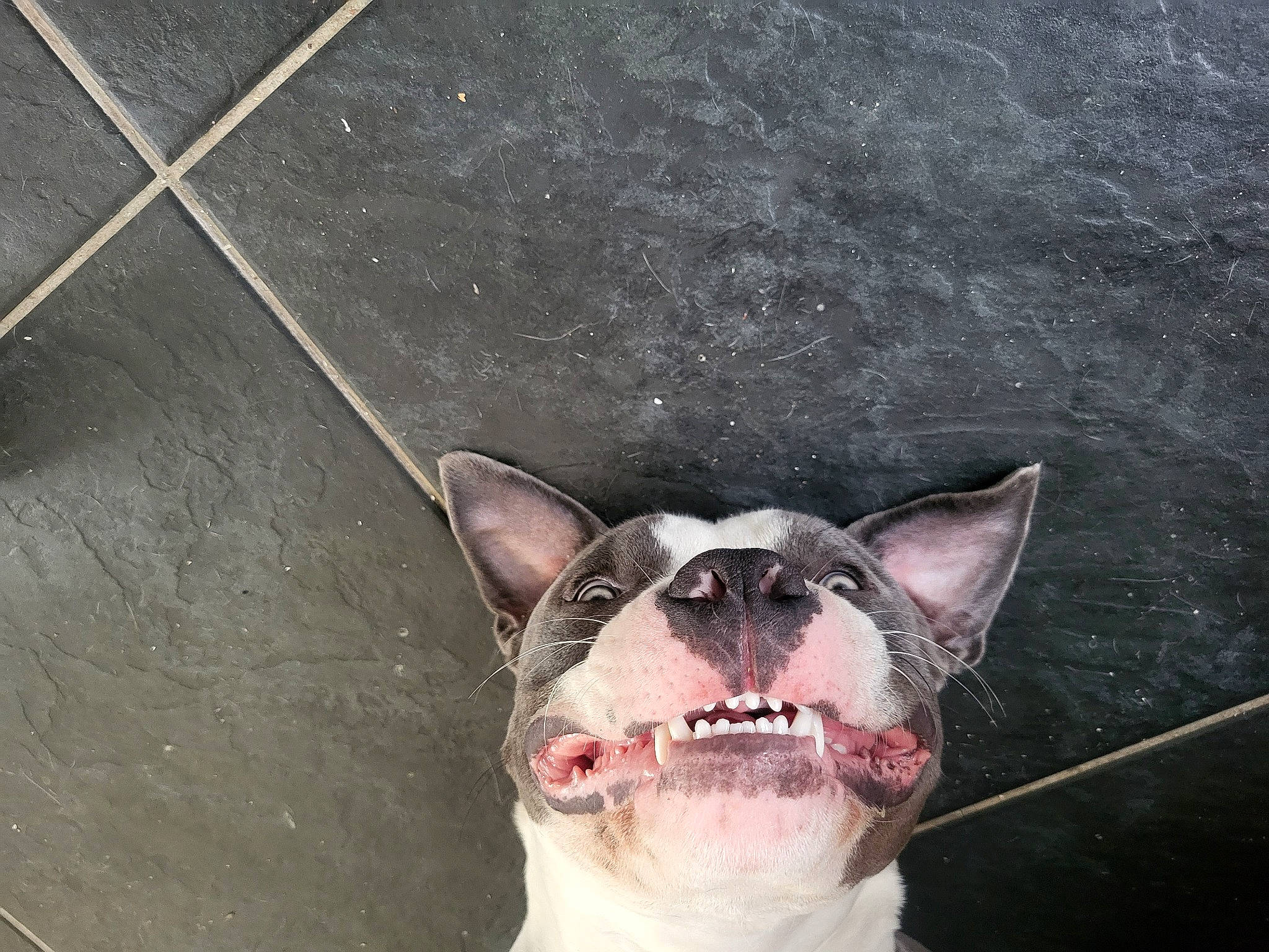 Bouddha participe au concours pour gagner de l'argent avec cette photo : art, canidae, carmine, carnivore, companion_dog, concrete, dog, dog_breed, fang, fawn, felidae, flesh, jaw, metal, road_surface, shout, small_to_medium_sized_cats, snout, tail, whiskers