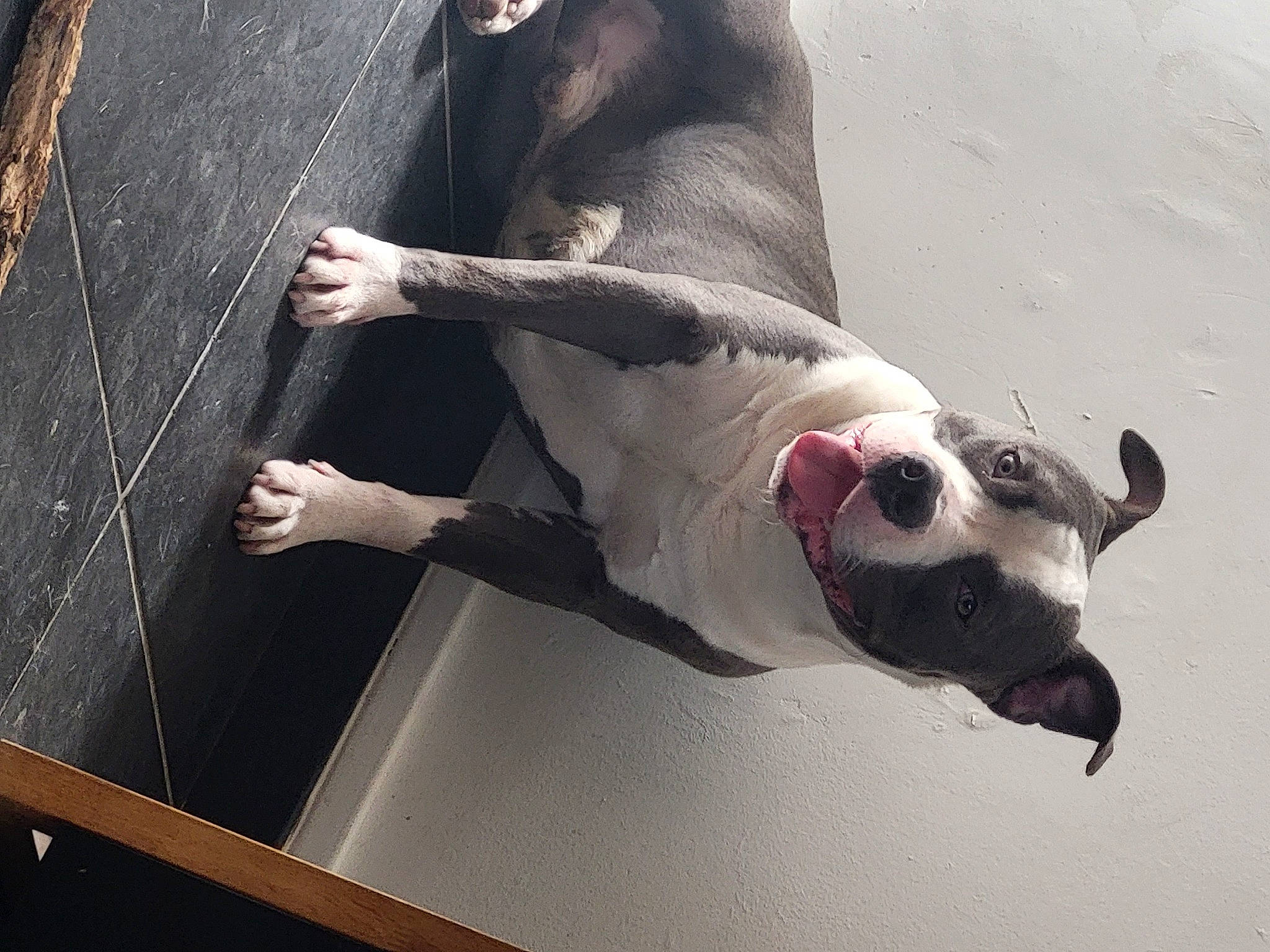 Bouddha a rejoint le concours — aidez-le/la à gagner de superbes lots ! canidae, carnivore, companion_dog, dog, dog_breed, fin, leisure, marine_mammal, non_sporting_group, recreation, snout, sporting_group, tail, vehicle_door, water, working_animal