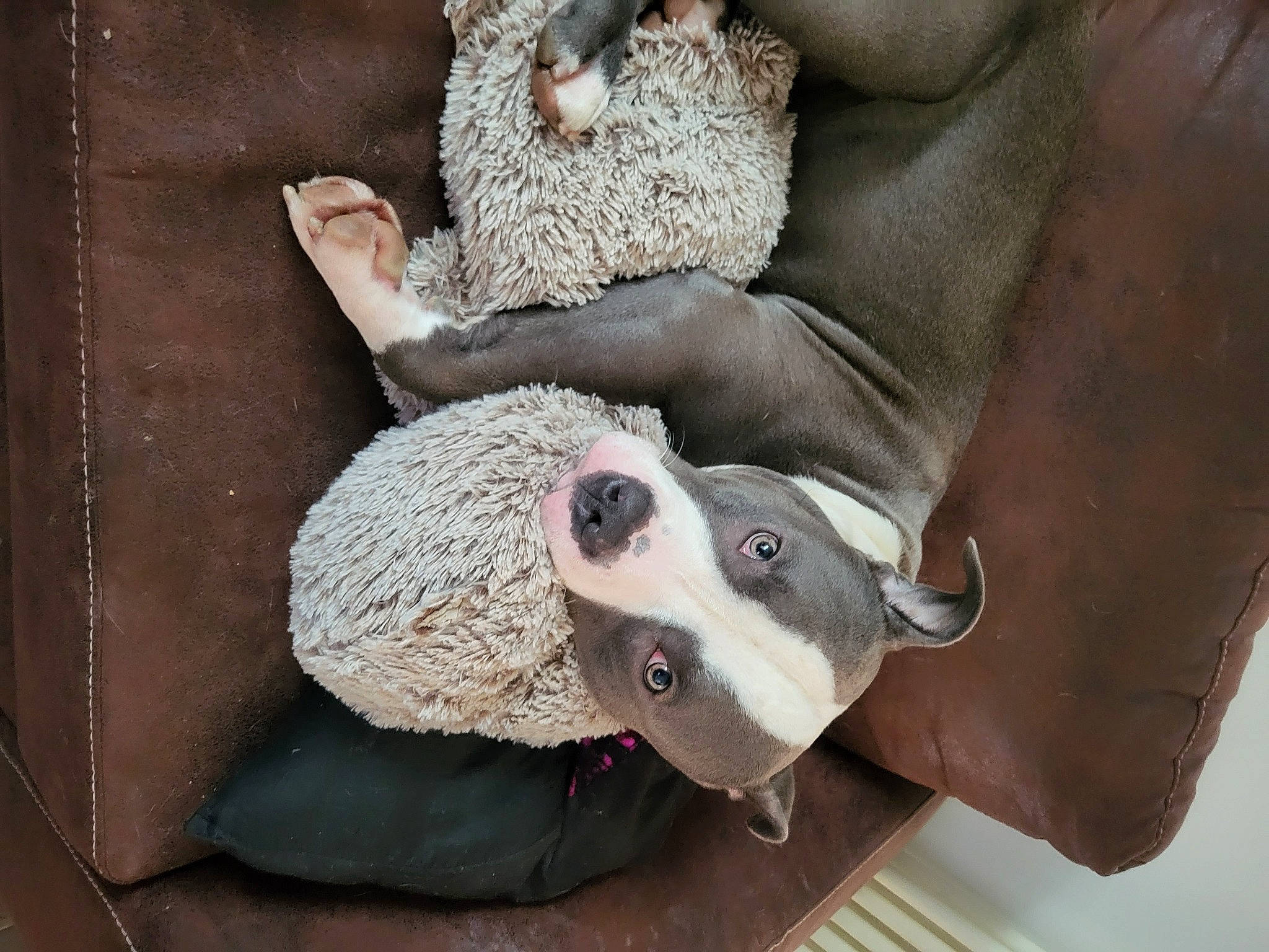 Bouddha a rejoint le concours — aidez-le/la à gagner de superbes lots ! canidae, carnivore, collar, comfort, companion_dog, dog, dog_breed, dog_collar, fawn, fur, non_sporting_group, pet_supply, snout, sporting_group, whiskers, working_animal