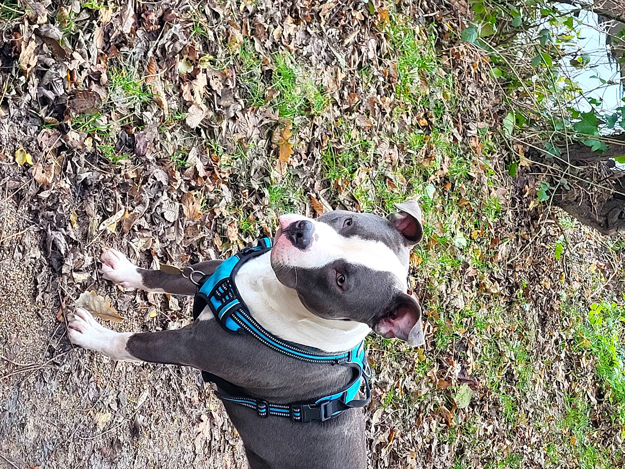 Bouddha participe au concours pour gagner de l'argent avec cette photo : boston_terrier, carnivore, collar, companion_dog, dog, dog_breed, dog_clothes, dog_collar, dog_supply, electric_blue, fawn, grass, groundcover, leash, pet_supply, plant, snout, tail, whiskers, working_animal