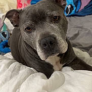Naya participe au concours pour gagner de l'argent avec cette photo : animal, bed, blanket, canine, comfort, cozy, cute, dog, domestic_animal, ears, face, fur, gray_dog, home, indoor, looking_at_camera, pet, pillow, portrait, resting