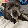animal, bed, blanket, canine, comfort, cozy, cute, dog, domestic_animal, ears, face, fur, gray_dog, home, indoor, looking_at_camera, pet, pillow, portrait, resting