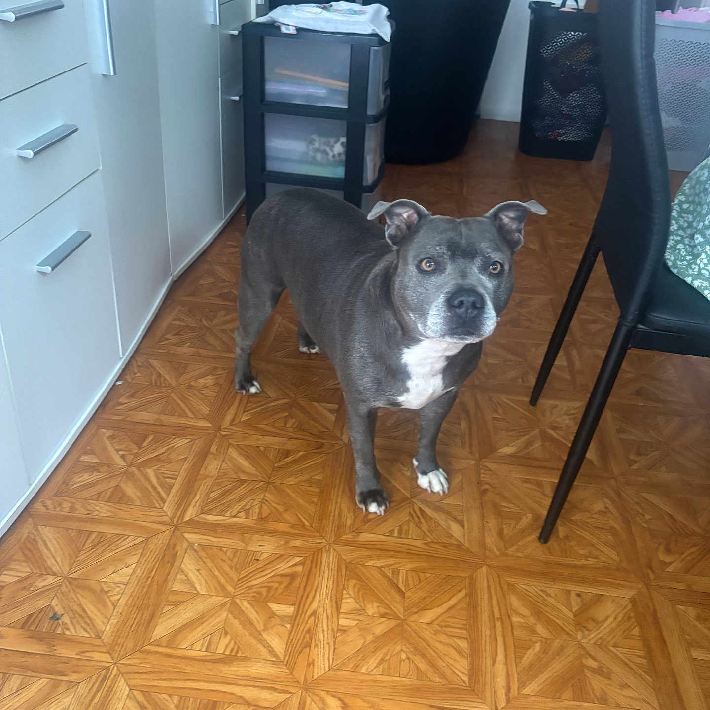 Naya a rejoint le concours — aidez-le/la à gagner de superbes lots ! dog, indoor, floor, wooden_floor, gray_dog, white_markings, cabinet, chair, furniture, curious, pet, home, living_space, household_items, alert, standing, four_legs, ears_up, brown_floor, patterned_floor