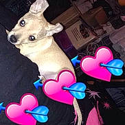 Marley participe au concours pour gagner de l'argent avec cette photo :