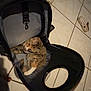 Uniqua is registered to the contest to win money with this photo: animal, backpack, black_backpack, casual, cat, crocs, curled_up, domestic, floor, fur, homely, indoor, paw, pet, relaxed, resting, shoe, tabby_cat, tile_floor, white_shoes