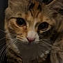 Uniqua joined the competition — help win amazing prizes! animal, cat, close_up, curious, cute, domestic_cat, ears, eyes, face, feline, fur, indoor, kitten, mammal, pet, portrait, small, tabby, whiskers, young