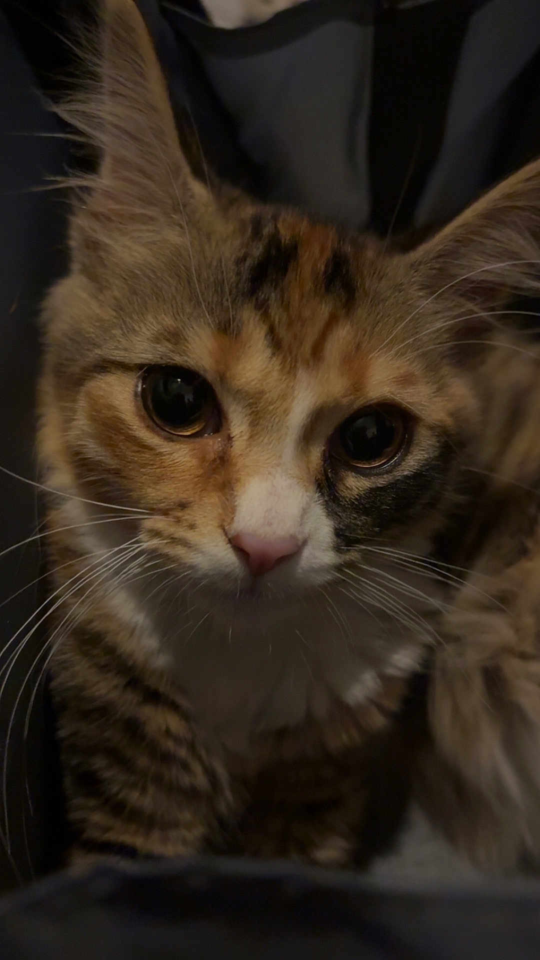 Uniqua joined the competition — help win amazing prizes! animal, cat, close_up, curious, cute, domestic_cat, ears, eyes, face, feline, fur, indoor, kitten, mammal, pet, portrait, small, tabby, whiskers, young