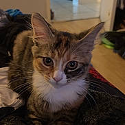 Uniqua is registered to the contest to win money with this photo: animal, blanket, cat, cozy, curious, cute, domestic, ears, eyes, face, floor, fur, home, indoor, kitten, pet, resting, tabby, whiskers, young