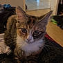 animal, blanket, cat, cozy, curious, cute, domestic, ears, eyes, face, floor, fur, home, indoor, kitten, pet, resting, tabby, whiskers, young