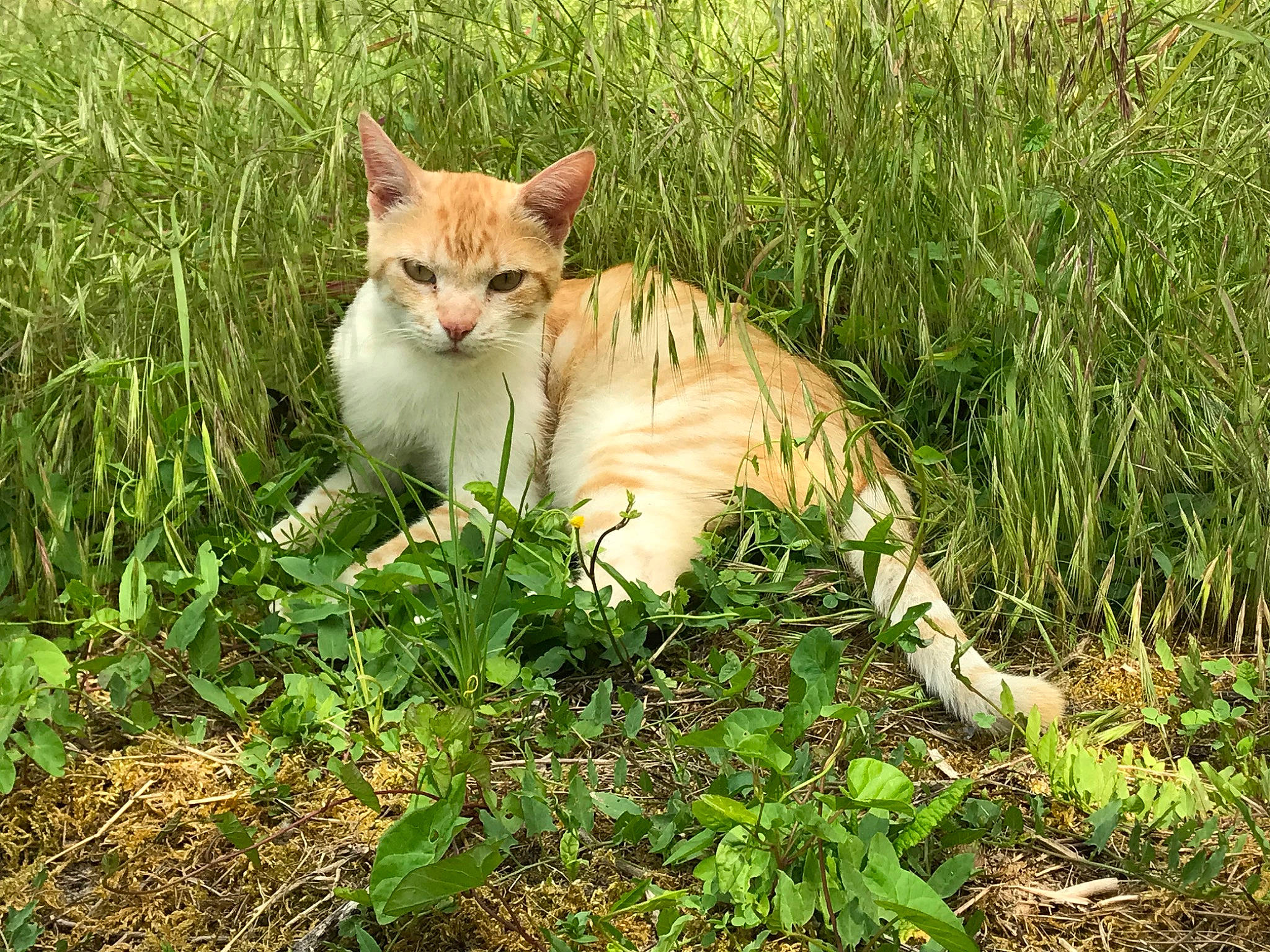Cappuccino participe au concours pour gagner de l'argent avec cette photo : canidae, carnivore, cat, domestic_short_haired_cat, fawn, felidae, fur, grass, grassland, groundcover, natural_landscape, pasture, plant, prairie, small_to_medium_sized_cats, snout, tail, terrestrial_animal, whiskers, wildlife