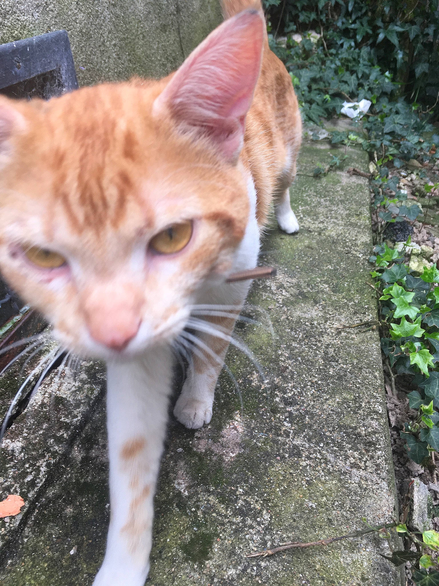 Cappuccino participe au concours pour gagner de l'argent avec cette photo : carnivore, cat, claw, domestic_short_haired_cat, fang, fawn, felidae, fur, grass, groundcover, paw, plant, road_surface, small_to_medium_sized_cats, snout, tail, terrestrial_animal, whiskers, wildlife