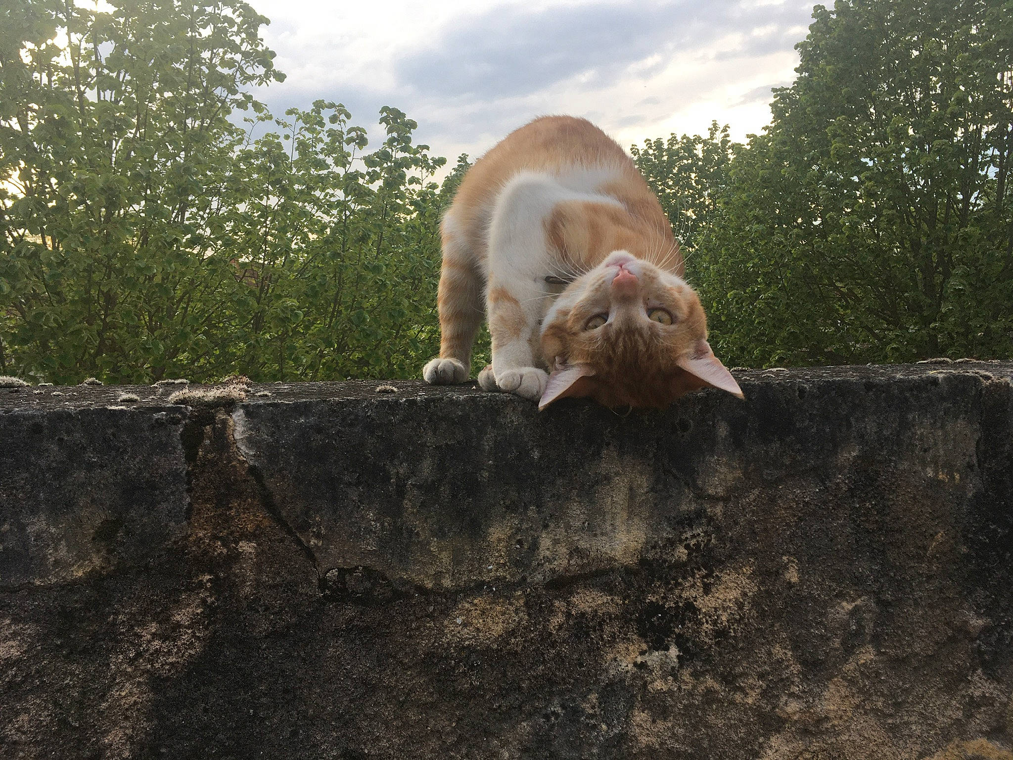 Cappuccino a rejoint le concours — aidez-le/la à gagner de superbes lots ! canidae, carnivore, cat, cloud, companion_dog, dog_breed, fawn, felidae, grass, sky, small_to_medium_sized_cats, snout, soil, sporting_group, tail, terrestrial_animal, tree, whiskers, wildlife, wood