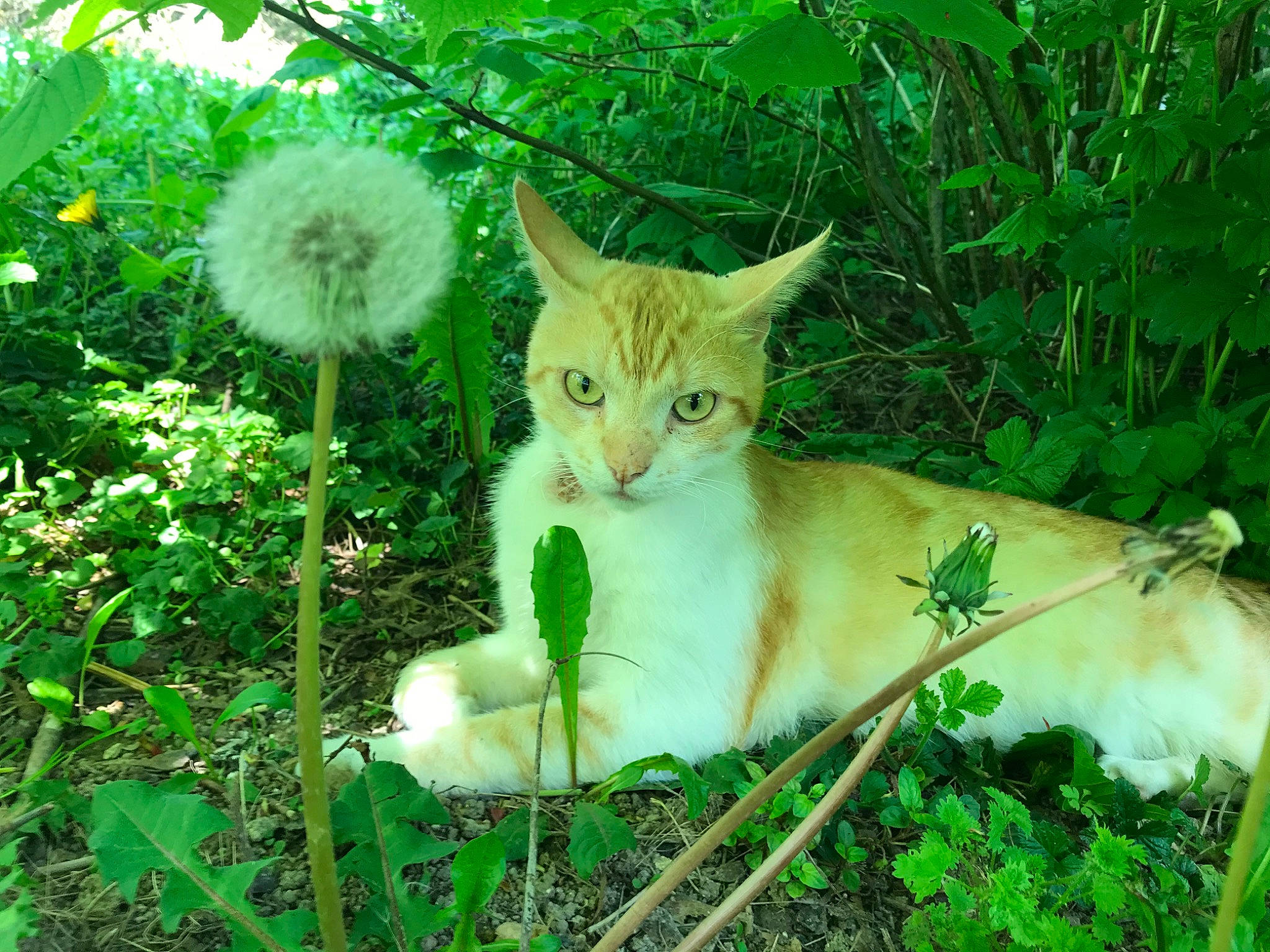 Cappuccino a rejoint le concours — aidez-le/la à gagner de superbes lots ! carnivore, cat, fawn, felidae, flower, grass, grass_family, grassland, green, groundcover, meadow, natural_landscape, organism, plant, small_to_medium_sized_cats, tail, terrestrial_animal, terrestrial_plant, tree, whiskers