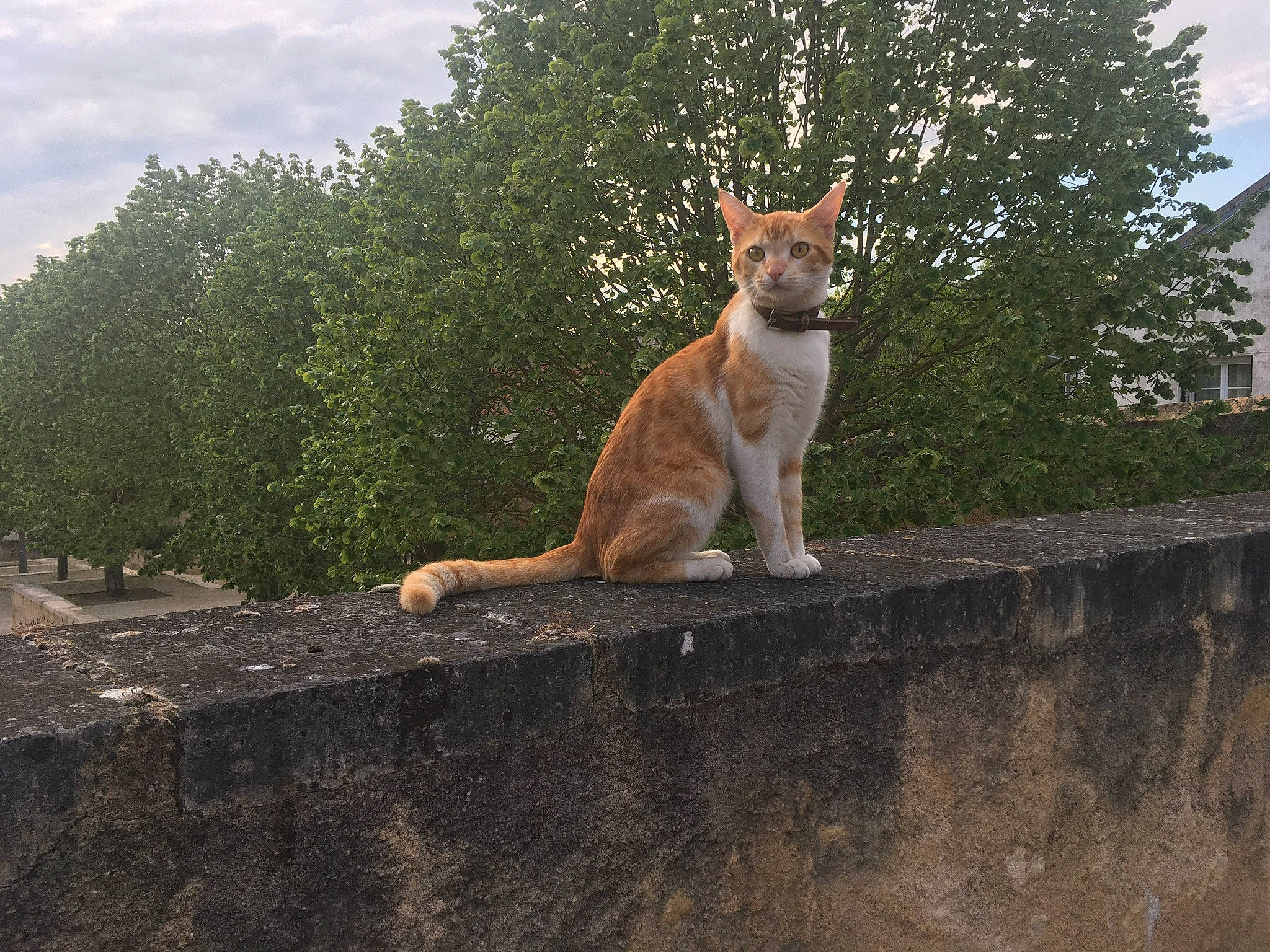 Cappuccino participe au concours pour gagner de l'argent avec cette photo : canidae, carnivore, cat, cloud, dog_breed, eye, fawn, felidae, fur, grass, sky, small_to_medium_sized_cats, snout, sporting_group, tail, terrestrial_animal, tree, trunk, whiskers, wood