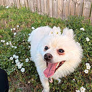Prada joined the competition — help win amazing prizes! animal, canine, closeup, dog, flower_crown, flowers, fluffy, garden, grass, happy, leash, nature, outdoor, pet, playful, smiling, sunlight, tongue_out, white_dog, wooden_fence