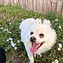 animal, canine, closeup, dog, flower_crown, flowers, fluffy, garden, grass, happy, leash, nature, outdoor, pet, playful, smiling, sunlight, tongue_out, white_dog, wooden_fence