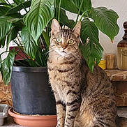 Guizmo a rejoint le concours — aidez-le/la à gagner de superbes lots ! abyssinian, animal, cat, cookware, flower, hardwood, ivy, jar, kitten, leaf, manx, pet, plant, planter, pot, pottedplant, pottery, soil, vase, wood