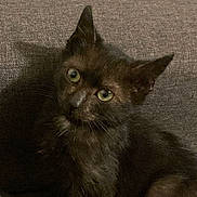 Bentley a rejoint le concours — aidez-le/la à gagner de superbes lots ! animal, black_cat, cat, couch, cute, domestic, feline, fur, green_eyes, home, indoor, kitten, looking, pet, portrait, relaxed, shadow, sitting, sofa, young