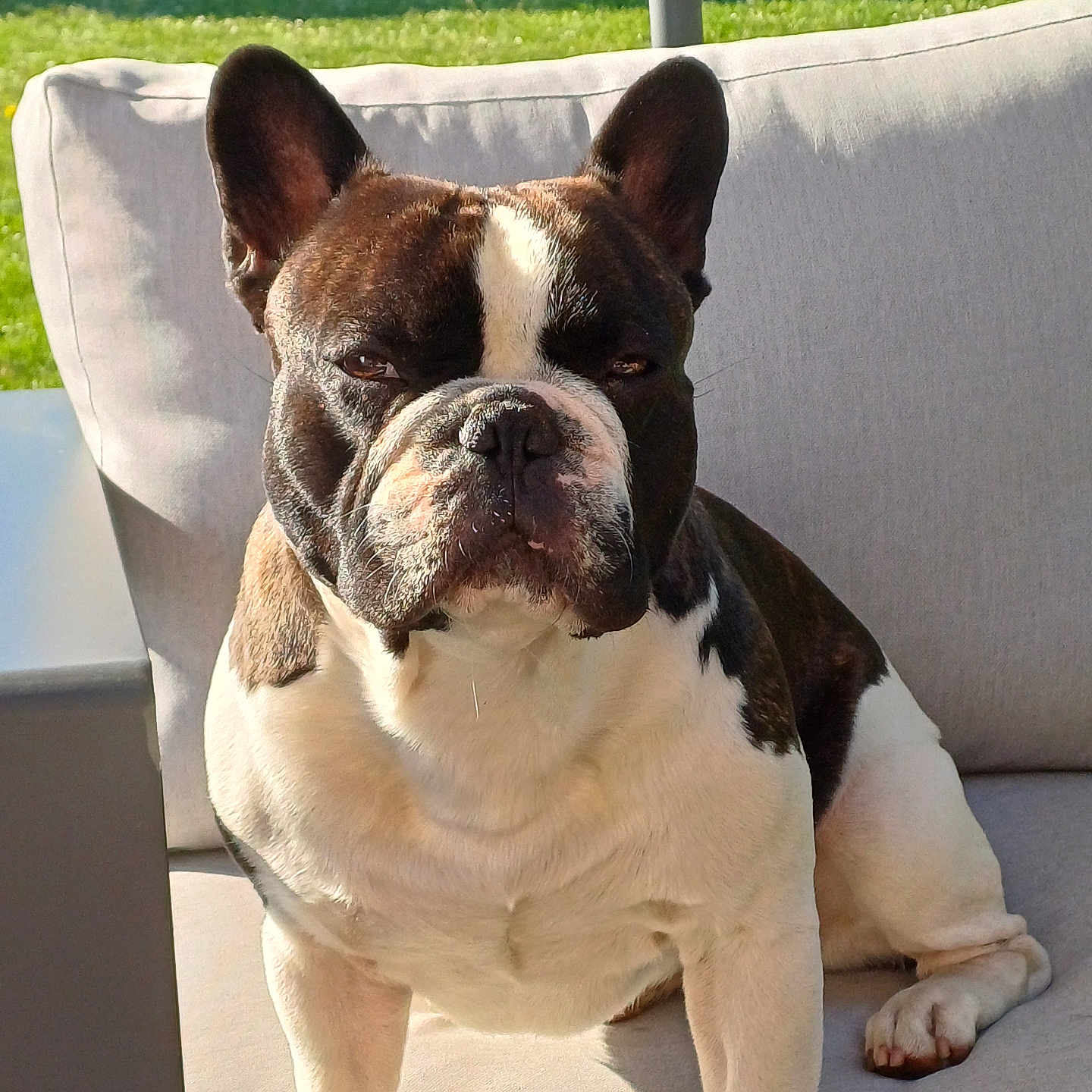 Pablo a rejoint le concours — aidez-le/la à gagner de superbes lots ! animal, armchair, bostonbull, boxer, bulldog, canine, chair, dog, frenchbulldog, furniture, pet, pitbull, puppy