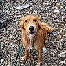 Naïa participe au concours pour gagner de l'argent avec cette photo : dog, golden_retriever, wet, leash, rocky_ground, riverbed, outdoor, pet, animal, canine, looking_up, brown_fur, paws, nature, water, summer, playful, cute, waiting, adventure