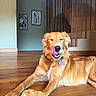 Naïa participe au concours pour gagner de l'argent avec cette photo : dog, golden_retriever, tongue_out, indoor, wooden_floor, stairs, railings, wall_art, pet, relaxed, lying_down, happy, collar, tag, home, canine, animal, mammal, fur, tongue