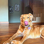 Naïa a rejoint le concours — aidez-le/la à gagner de superbes lots ! dog, golden_retriever, indoor, wooden_floor, tongue_out, pet, animal, home_interior, stairs, wall_art, relaxed, canine, fur, collar, tag, resting, playful, tongue, cute, companion