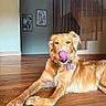 dog, golden_retriever, indoor, wooden_floor, tongue_out, pet, animal, home_interior, stairs, wall_art, relaxed, canine, fur, collar, tag, resting, playful, tongue, cute, companion
