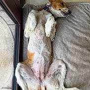Nala participe au concours pour gagner de l'argent avec cette photo : dog, lying_down, indoor, cushion, relaxed, pet, white, brown, fur, tail, collar, floor, glass_door, wood, resting, animal, domestic, comfort, paw, side_view