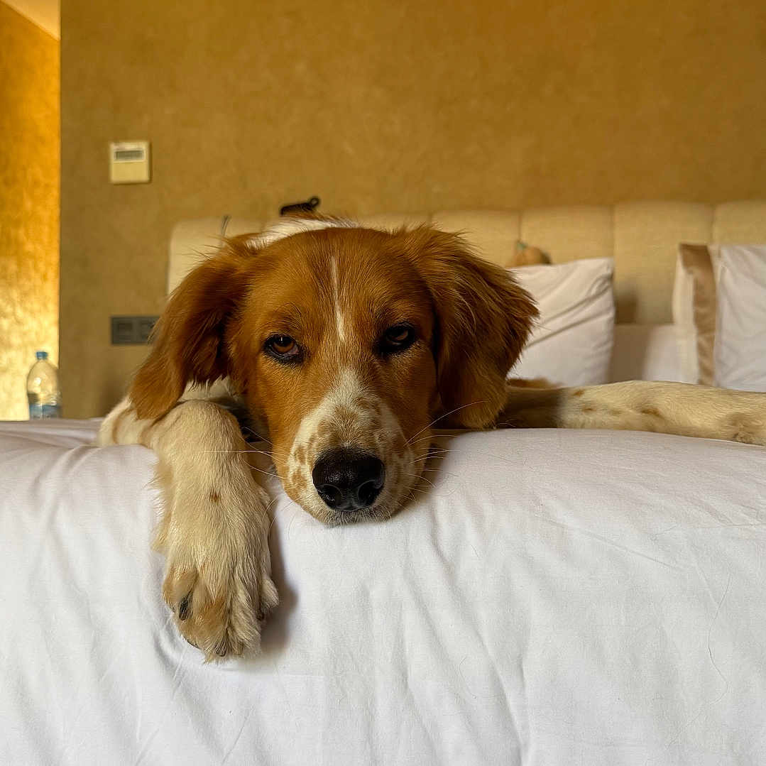 Nala a rejoint le concours — aidez-le/la à gagner de superbes lots ! dog, bed, white_bedspread, paw, relaxed, indoor, brown_dog, cozy, resting, furniture, headboard, pillow, canine, pet, animal, domestic, calm, sleepy, fur, home