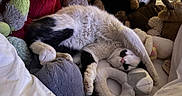 Minouche a rejoint le concours — aidez-le/la à gagner de superbes lots ! cat, black_and_white, sleeping, stretching, stuffed_animals, plush_toys, bed, blanket, cozy, indoor, pet, relaxation, fur, paw, nose, whiskers, cute, domestic_animal, resting, soft