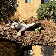 Minouche a rejoint le concours — aidez-le/la à gagner de superbes lots ! cat, tree_branch, outdoor, sunlight, building, window, greenery, relaxed, animal, nature, pet, black_and_white, feline, daylight, shadow, plant, trunk, resting, domestic_animal, calm