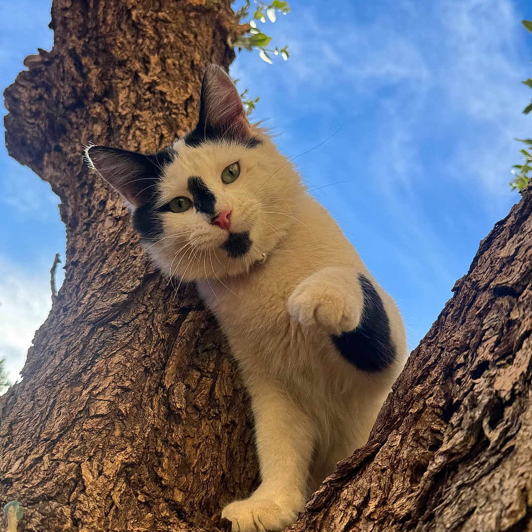 Minouche participe au concours pour gagner de l'argent avec cette photo : cat, tree, blue_sky, outdoor, animal, pet, nature, fur, branch, curious, black_and_white, whiskers, climbing, daylight, mammal, close_up, playful, looking_down, wildlife, adventure