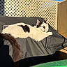 Minouche participe au concours pour gagner de l'argent avec cette photo : cat, white_cat, black_and_white, outdoor, sunlight, lattice_fence, greenery, plant, blue_sky, relaxing, animal, pet, feline, fur, tail, daylight, shadow, garden, resting, serene
