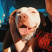 Demi joined the competition — help win amazing prizes! dog, person, smiling, hugging, tongue_out, sunlight, porch, tattoo, collar, black_shirt, orange_text, arm, happy, closeup, outdoor, light, shadow, house, window, daytime