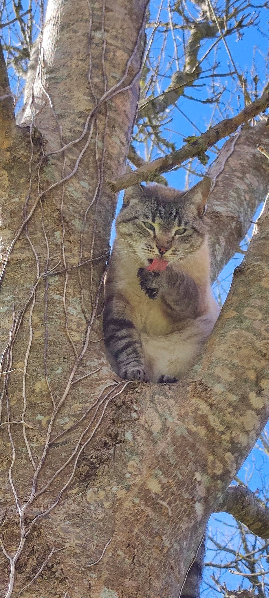 Piano a rejoint le concours — aidez-le/la à gagner de superbes lots ! big_cats, branch, carnivore, cat, domestic_short_haired_cat, fawn, felidae, fur, grass, plant, small_to_medium_sized_cats, snout, tail, terrestrial_animal, tree, trunk, twig, whiskers, winter, wood