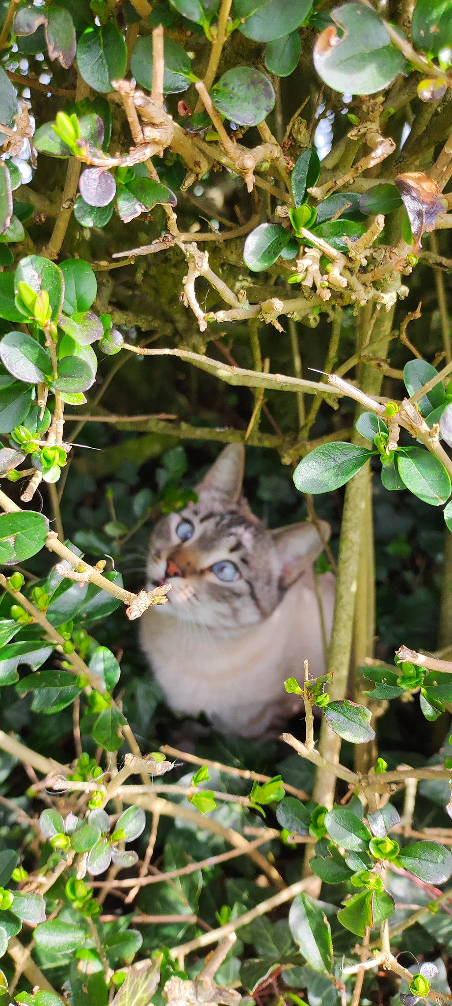 Piano participe au concours pour gagner de l'argent avec cette photo : beak, bird, botany, branch, fawn, felidae, grass, groundcover, herb, leaf, perching_bird, plant, songbird, tail, terrestrial_animal, tree, twig, whiskers, wildlife, wood