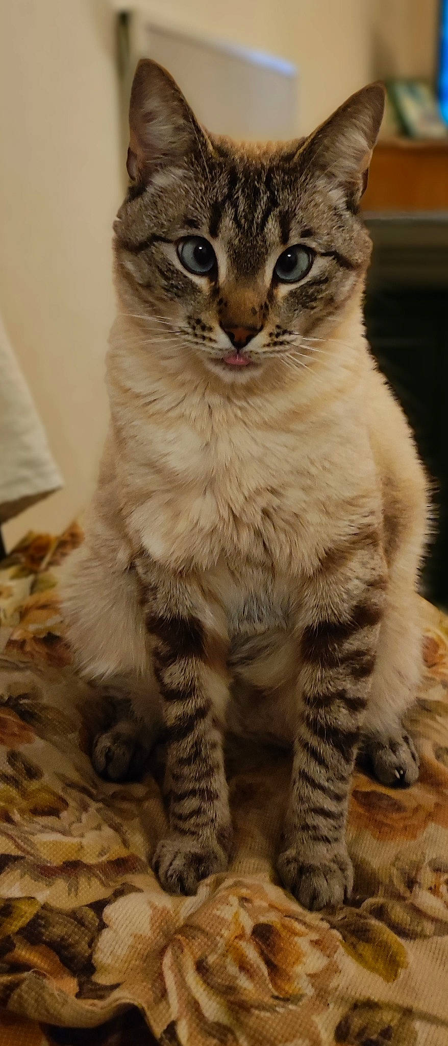 Piano participe au concours pour gagner de l'argent avec cette photo : carnivore, cat, claw, domestic_short_haired_cat, felidae, fur, small_to_medium_sized_cats, tail, terrestrial_animal, whiskers, wildlife