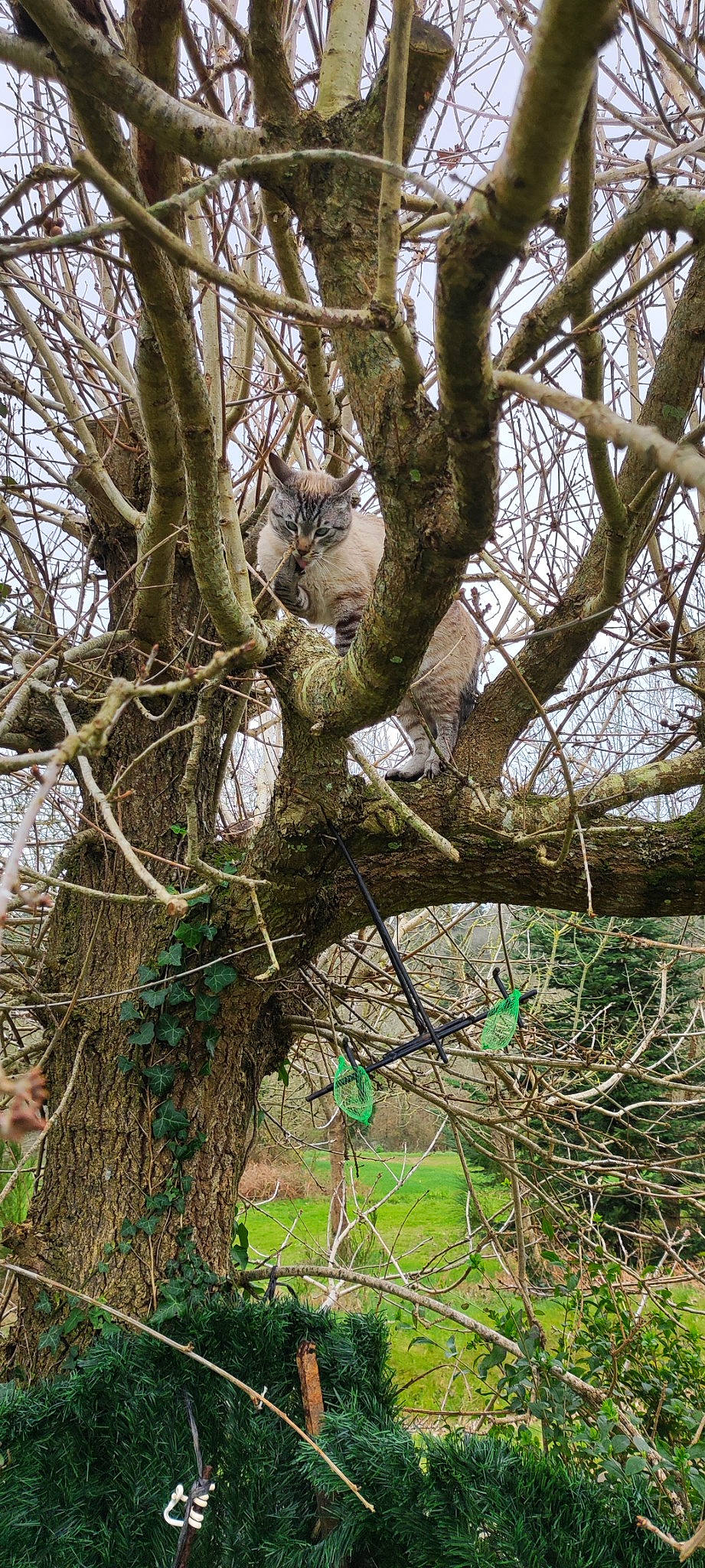 Piano participe au concours pour gagner de l'argent avec cette photo : branch, deciduous, forest, grass, jungle, natural_landscape, nature_reserve, northern_hardwood_forest, plant, plant_stem, sky, soil, temperate_broadleaf_and_mixed_forest, terrestrial_plant, tree, trunk, twig, wildlife, wood, woodland