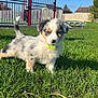 Aiko participe au concours pour gagner de l'argent avec cette photo : puppy, dog, grass, outdoor, park, sunny, blue_sky, fence, basketball_hoop, green_collar, cute, fluffy, young_dog, animal, pet, nature, daylight, playing, small_dog, adorable