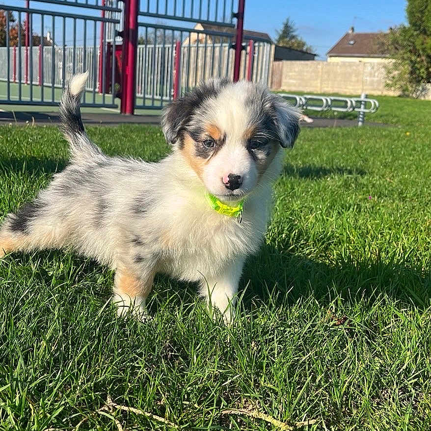 Aiko participe au concours pour gagner de l'argent avec cette photo : adorable, animal, basketball_hoop, blue_sky, cute, daylight, dog, fence, fluffy, grass, green_collar, nature, outdoor, park, pet, playing, puppy, small_dog, sunny, young_dog