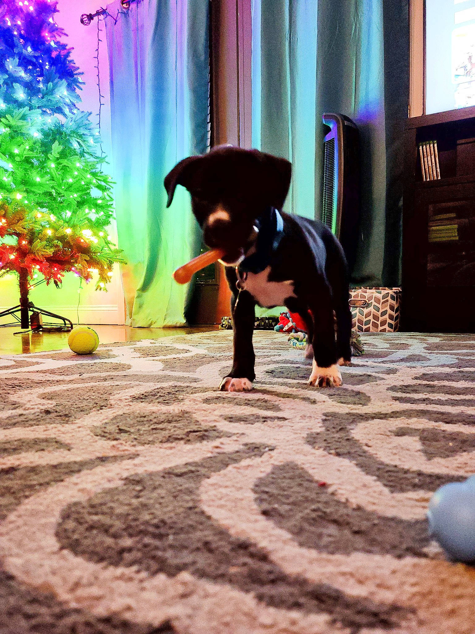 Dax joined the competition — help win amazing prizes! animation, b_boying, child, dance, floor, flooring, performance, photography, play, street_dance