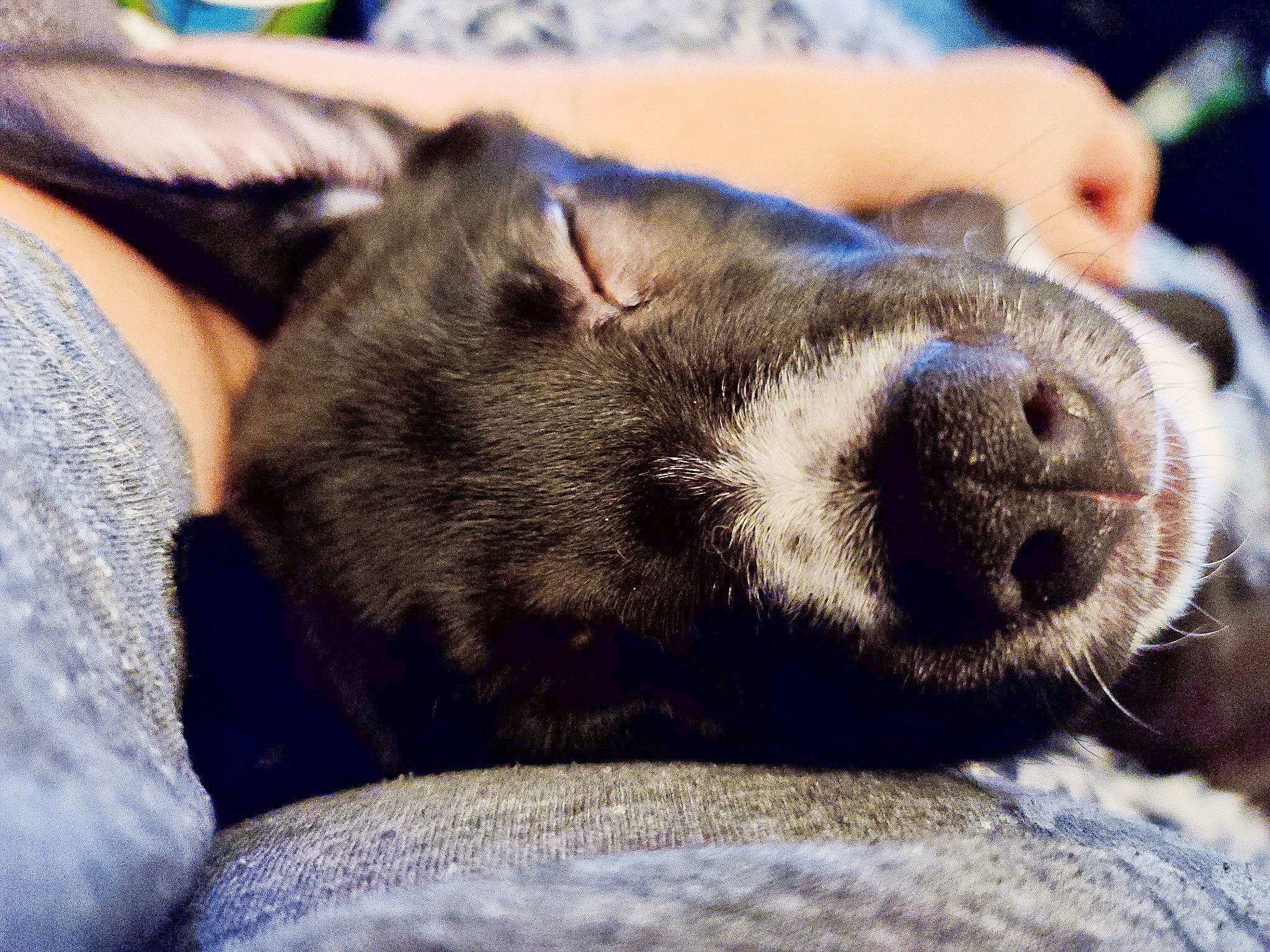 Dax is registered to the contest to win money with this photo: canidae, carnivore, dog, dog_breed, fur, nap, nose, puppy, sleep, snout, whiskers