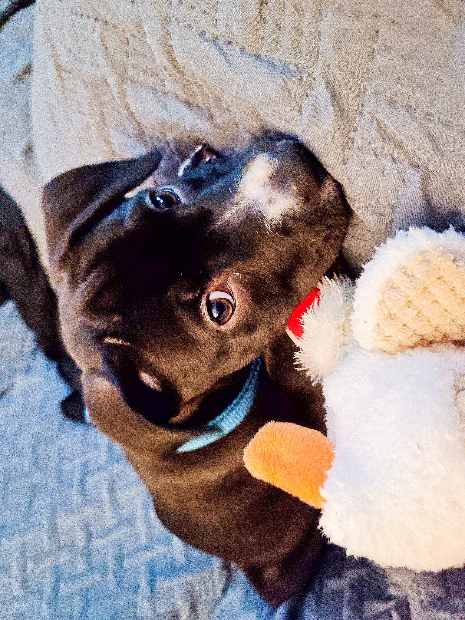 Dax is registered to the contest to win money with this photo: canidae, carnivore, companion_dog, dog, dog_breed, fawn, non_sporting_group, puppy, snout, sporting_group, toy_dog